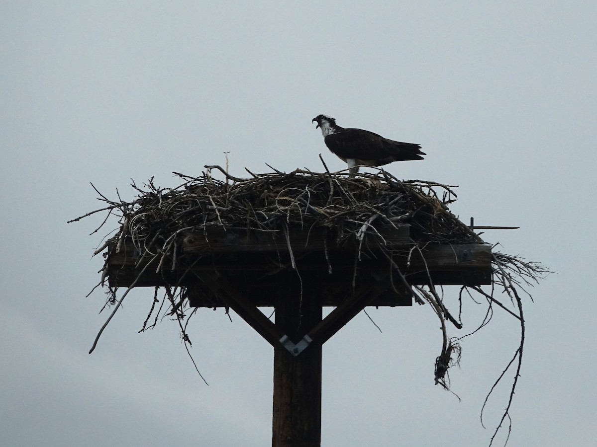 orlovec říční (ssp. carolinensis) - ML622705701