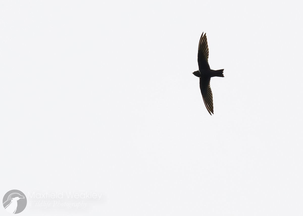 White-collared Swift - ML622705748