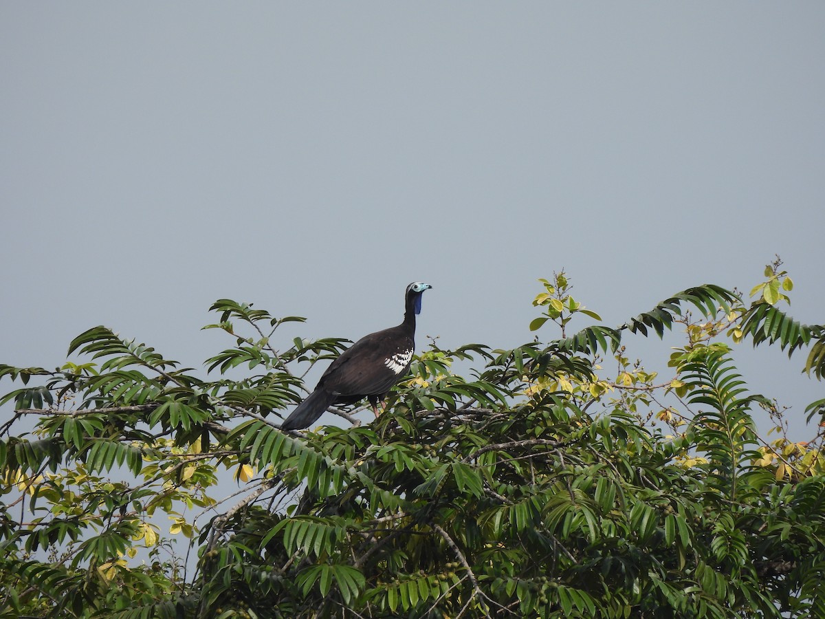 Trinidad Piping-Guan - ML622705763