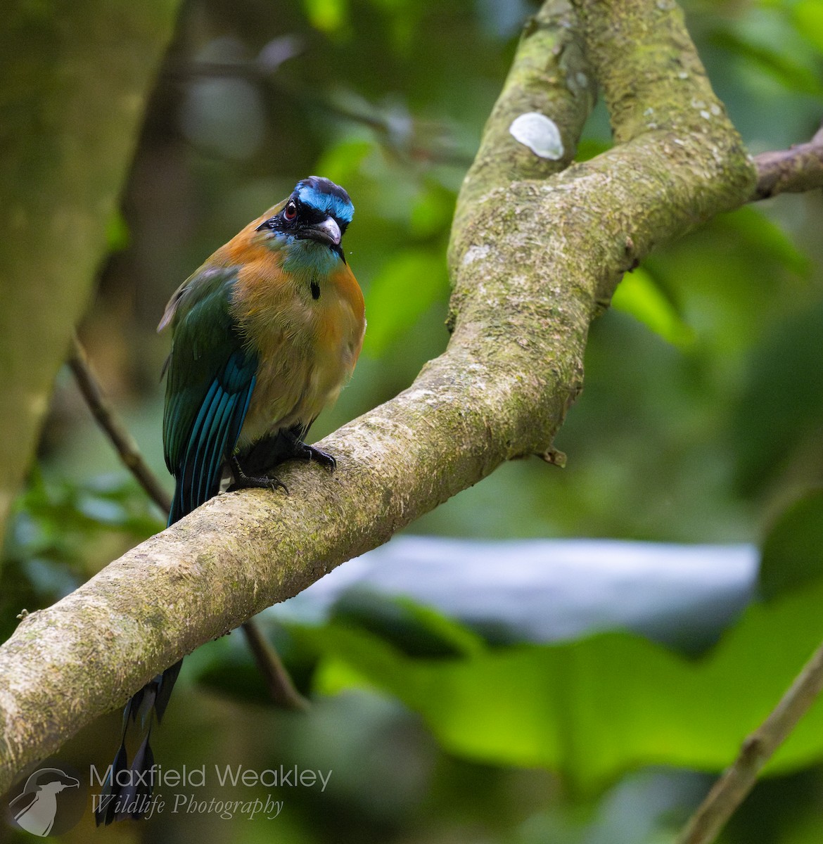 Lesson's Motmot - ML622705767