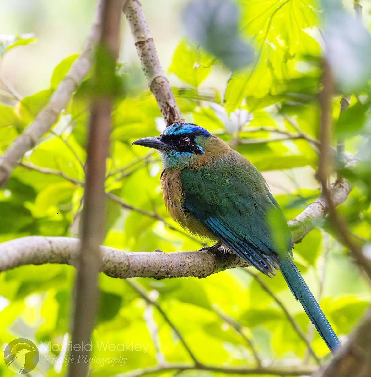 Lesson's Motmot - ML622705822