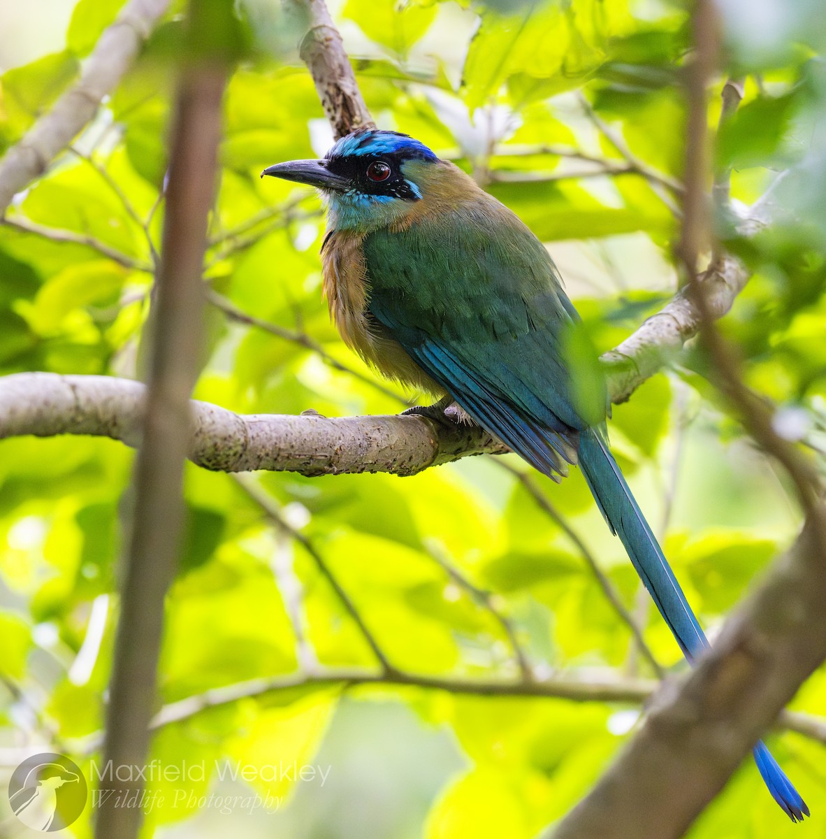 Lesson's Motmot - ML622705823