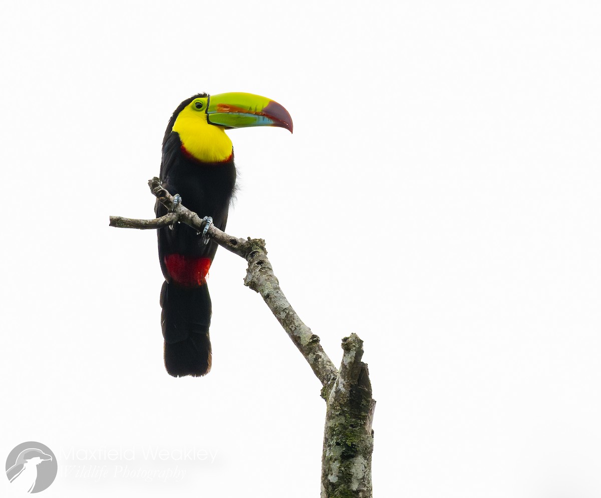 Keel-billed Toucan - ML622705829