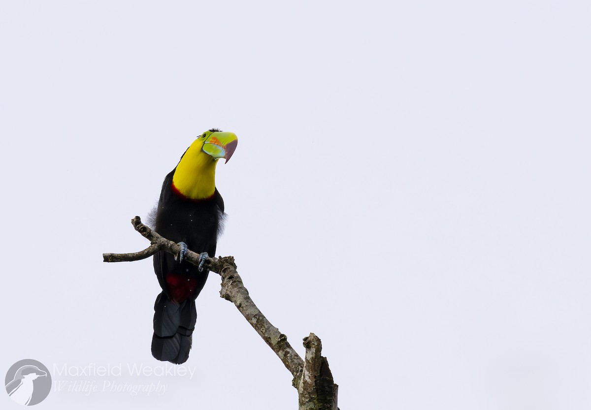 Keel-billed Toucan - ML622705830