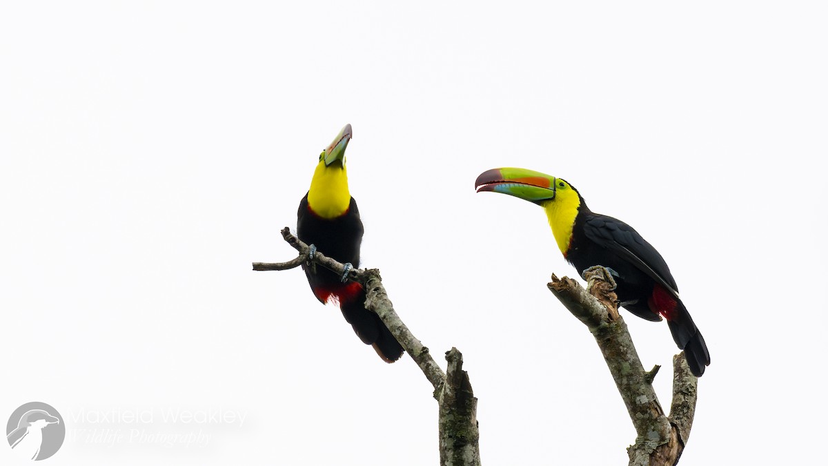 Keel-billed Toucan - ML622705831