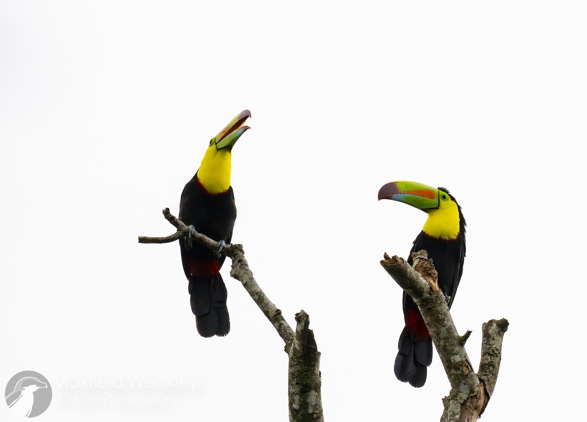 Keel-billed Toucan - ML622705832