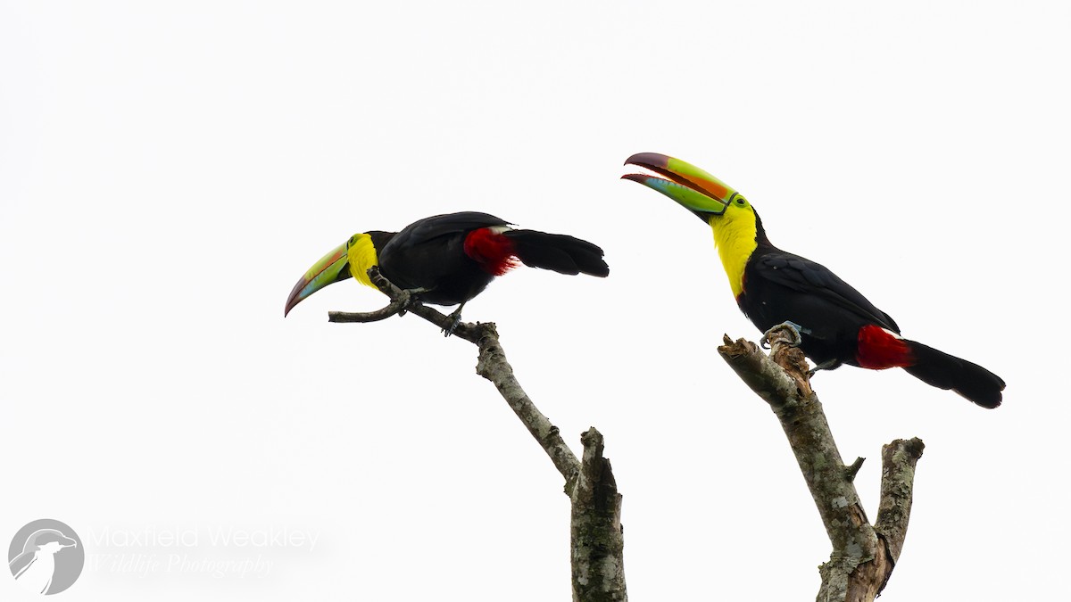 Keel-billed Toucan - ML622705834