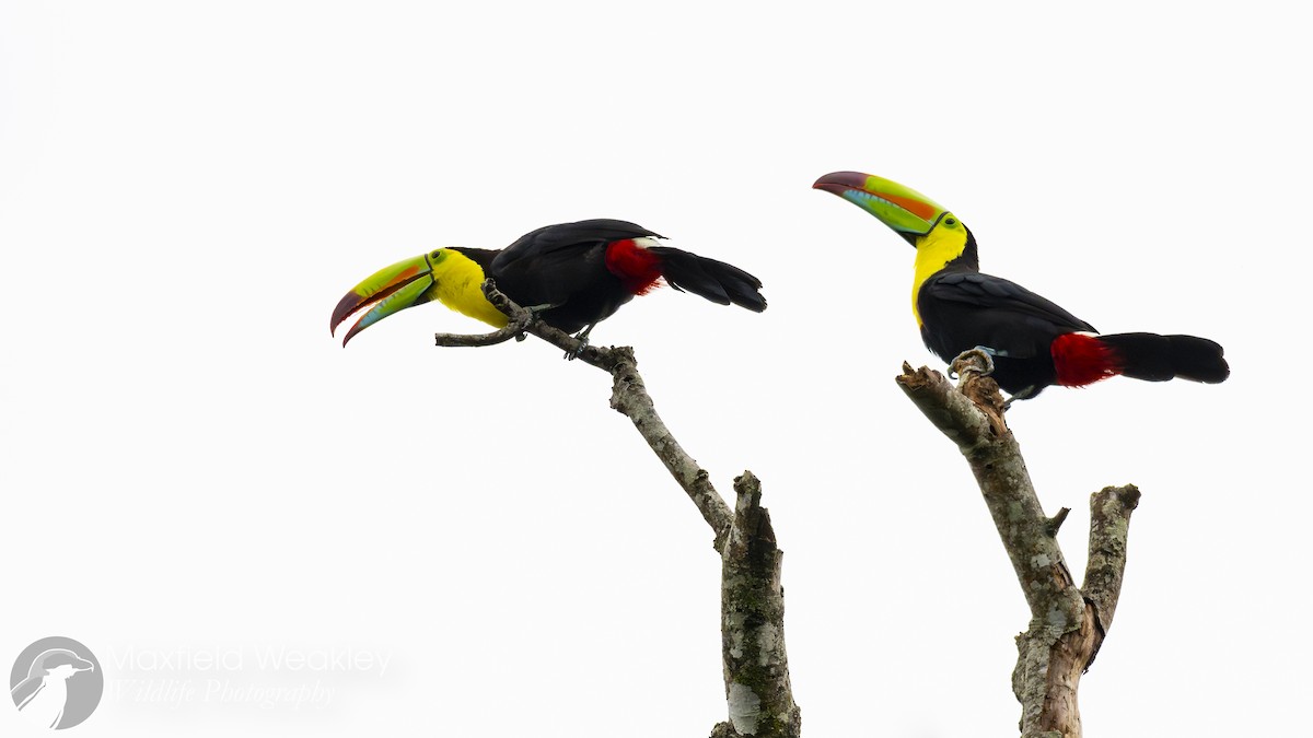 Keel-billed Toucan - ML622705836