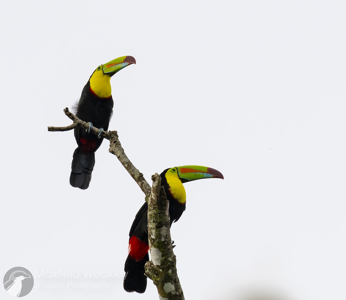 Keel-billed Toucan - ML622705838