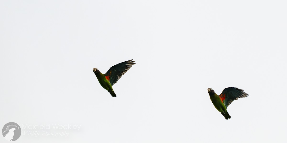 Brown-hooded Parrot - ML622705846