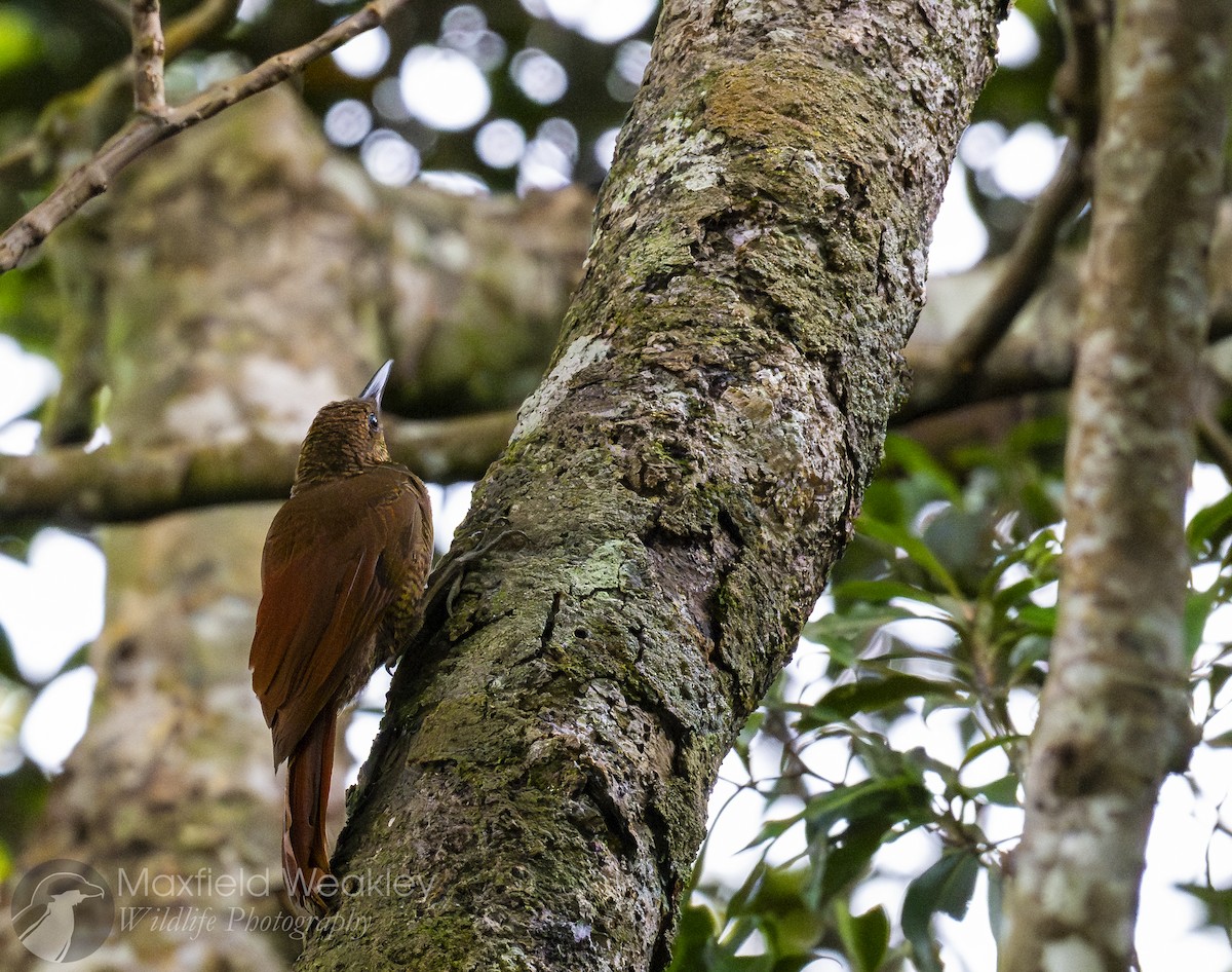 Northern Barred-Woodcreeper - ML622705852