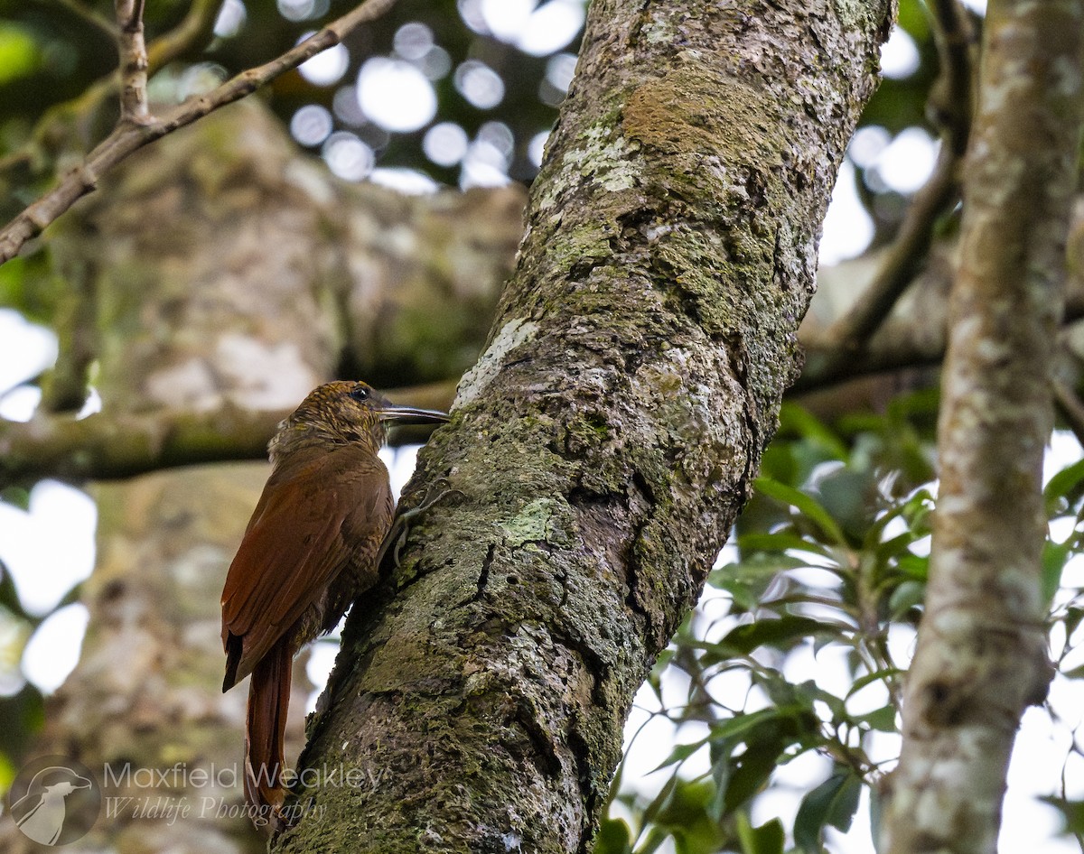 Northern Barred-Woodcreeper - ML622705853