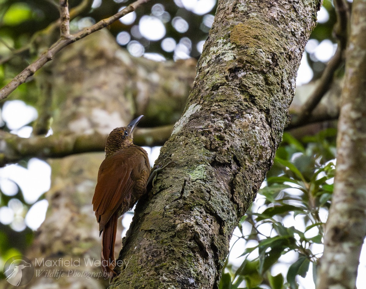 Northern Barred-Woodcreeper - ML622705854