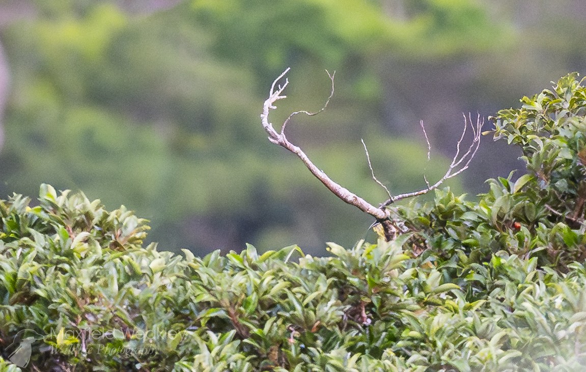 Three-wattled Bellbird - ML622705857