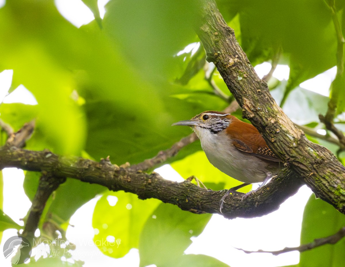 Rufous-and-white Wren - ML622705864