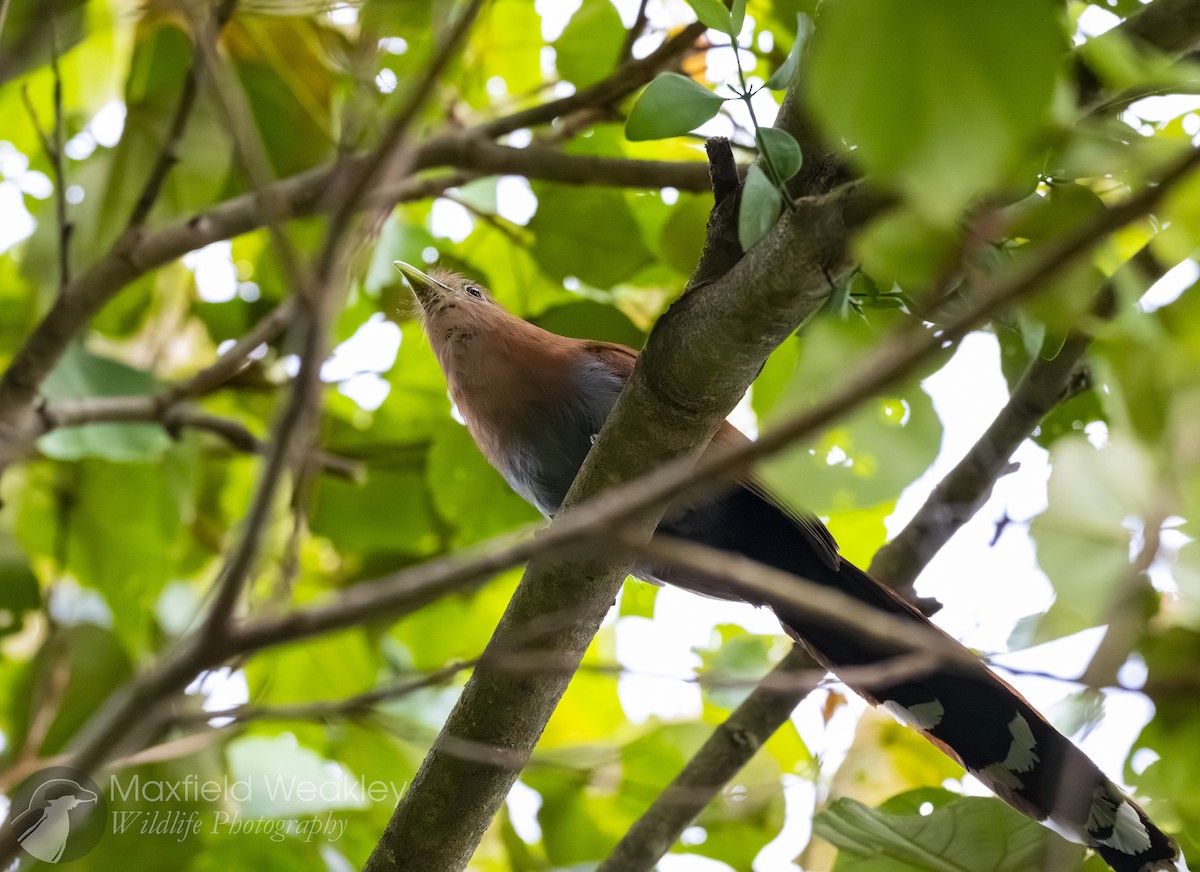 Squirrel Cuckoo - ML622705876