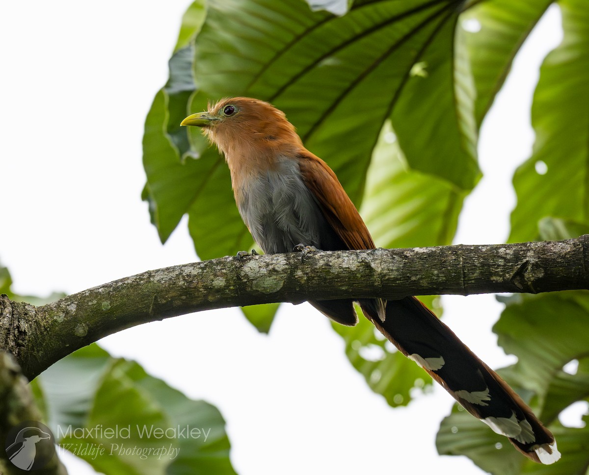 Squirrel Cuckoo - Maxfield Weakley