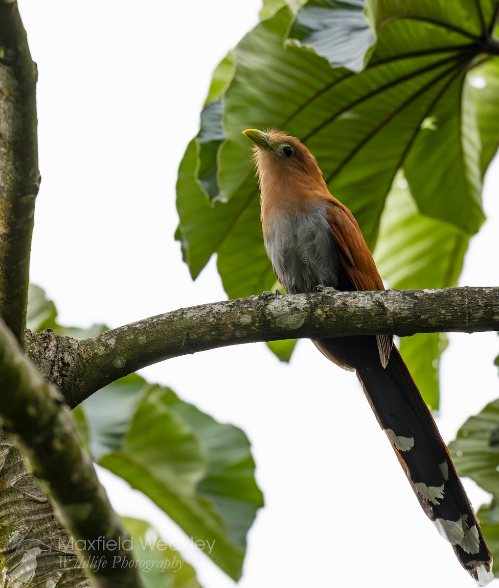 Squirrel Cuckoo - ML622705878