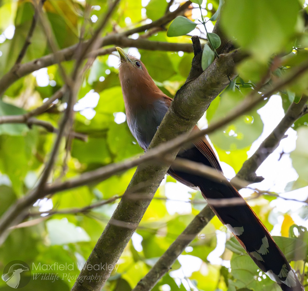 Squirrel Cuckoo - ML622705879