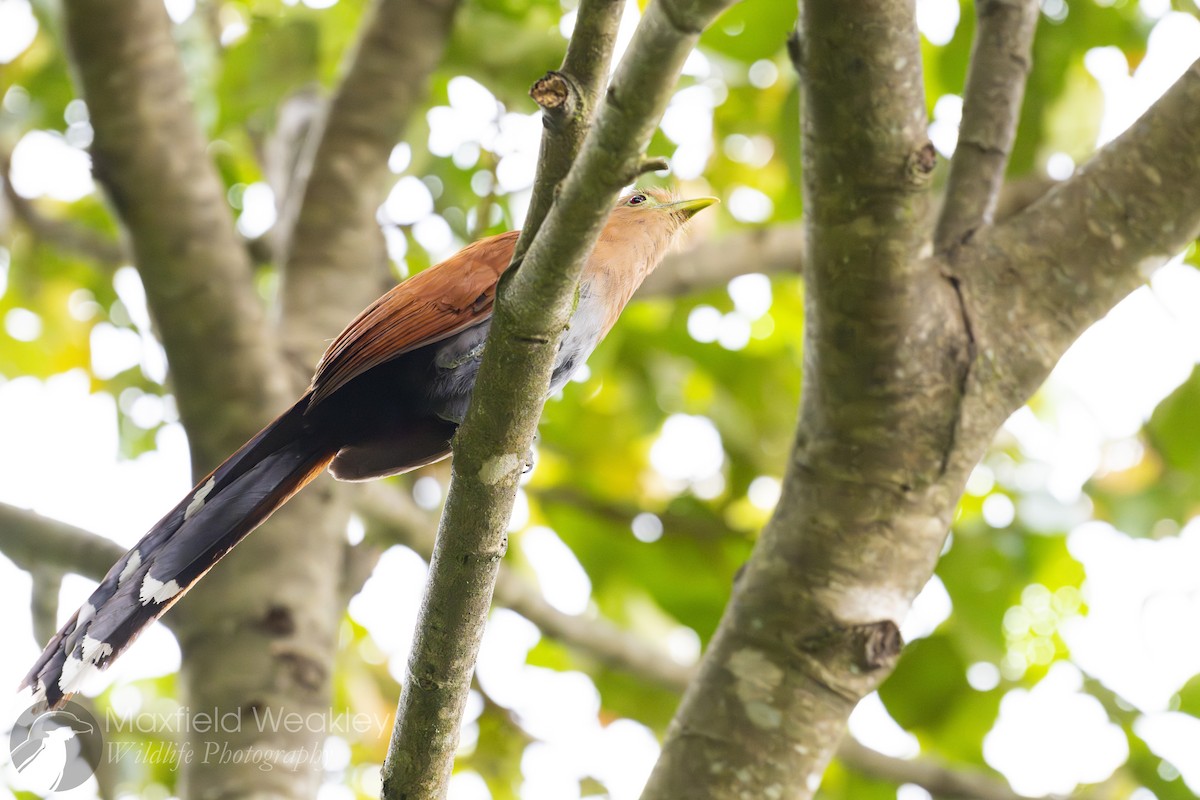 Squirrel Cuckoo - ML622705880