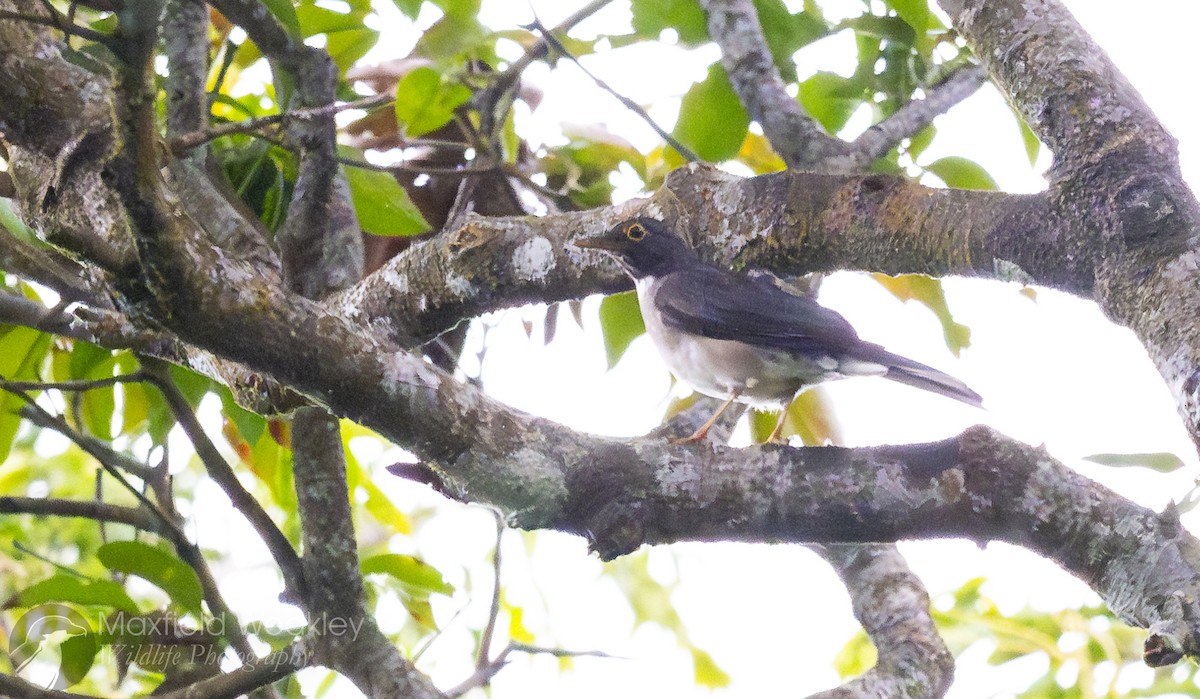 White-throated Thrush - ML622705910