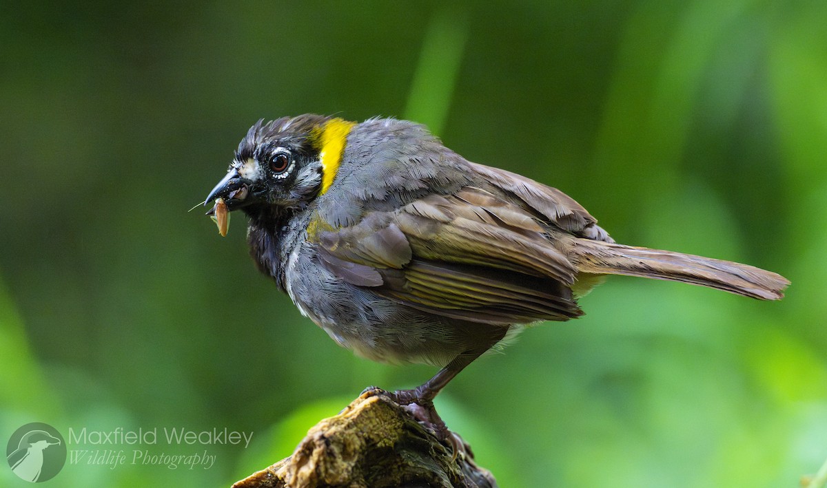 White-eared Ground-Sparrow (White-eared) - ML622705913