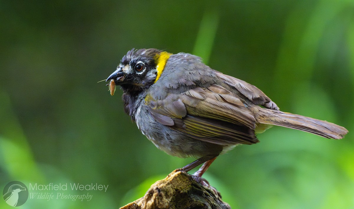 White-eared Ground-Sparrow (White-eared) - ML622705914