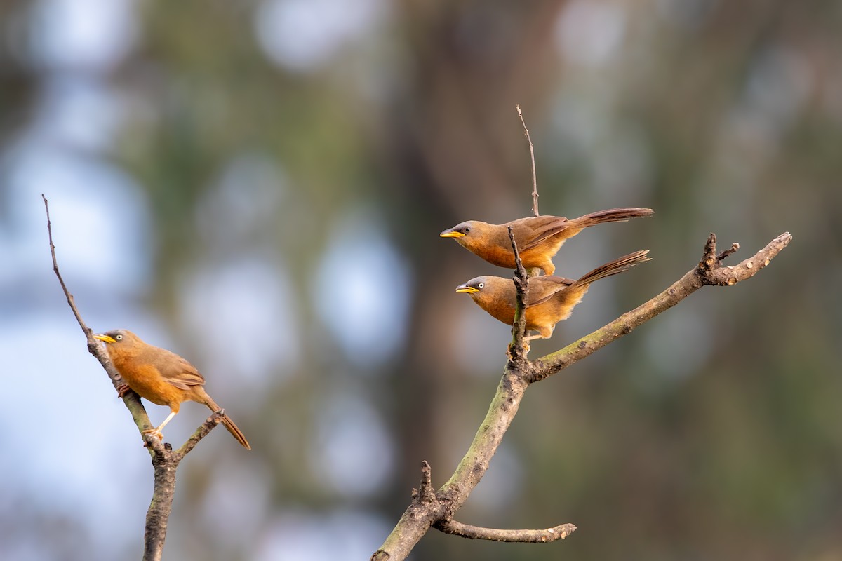 Rufous Babbler - ML622705956