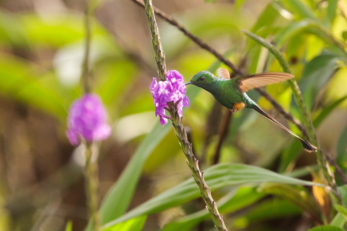 Peruvian Racket-tail - ML622705960