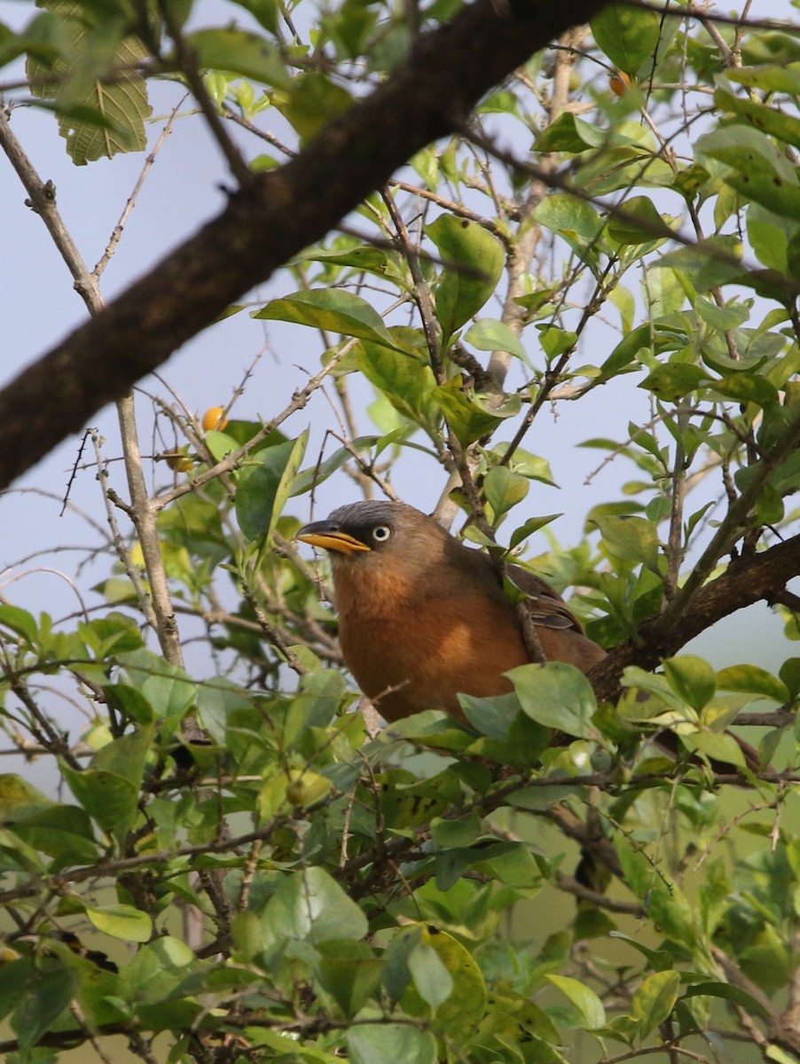 Rufous Babbler - ML622705988