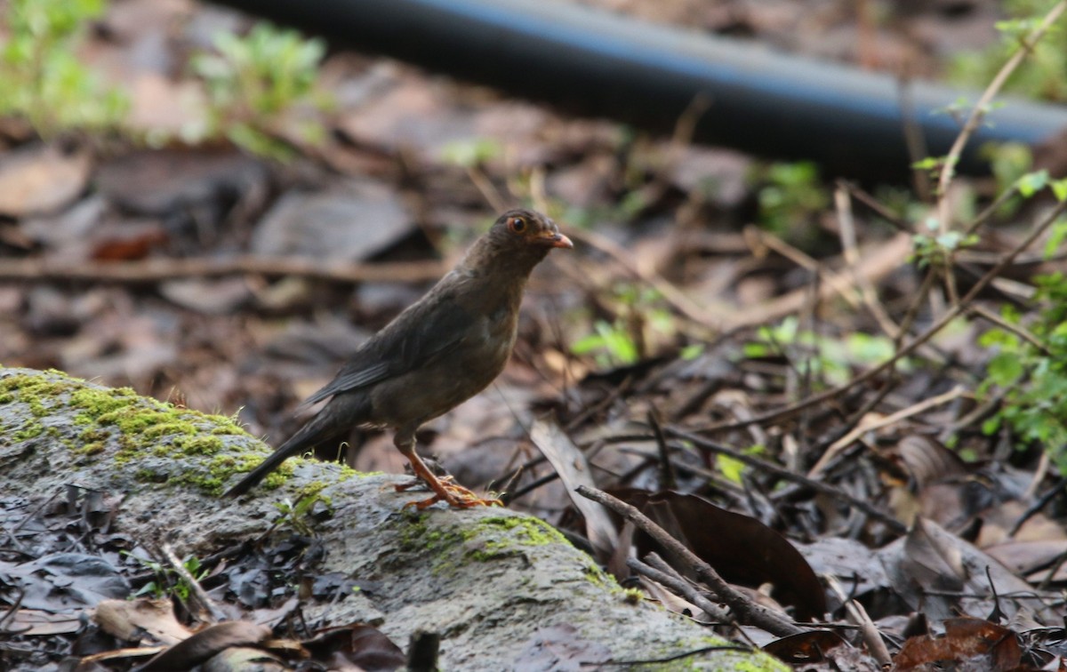 Indian Blackbird - ML622705993