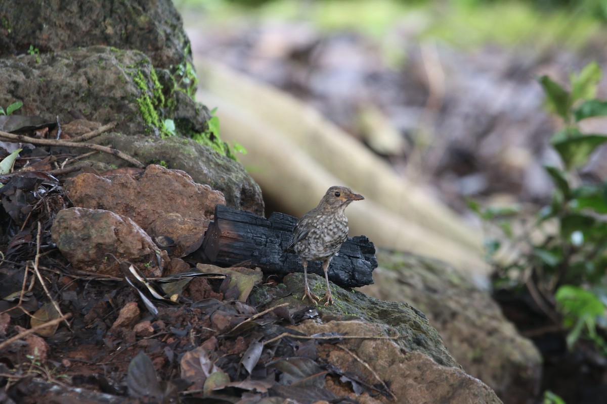 Indian Blackbird - ML622705994