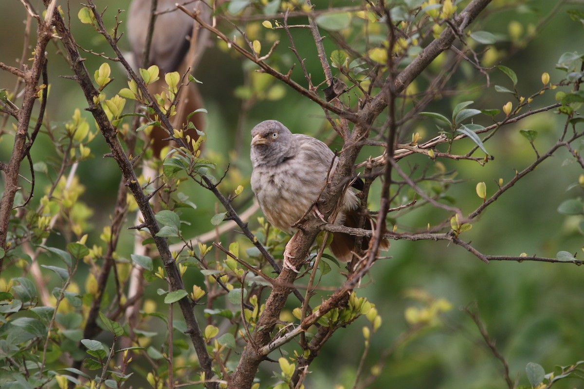 Jungle Babbler - Sushant Jadhav