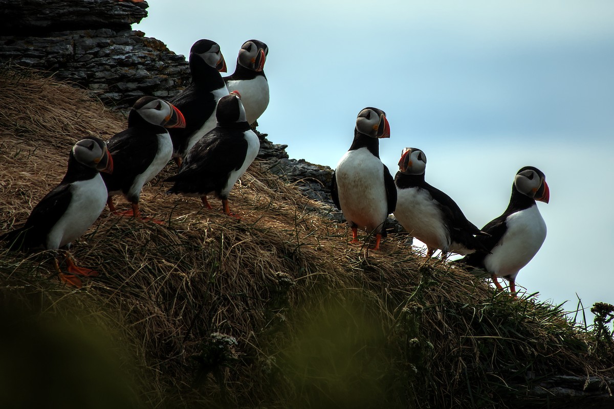 Atlantic Puffin - ML622706119