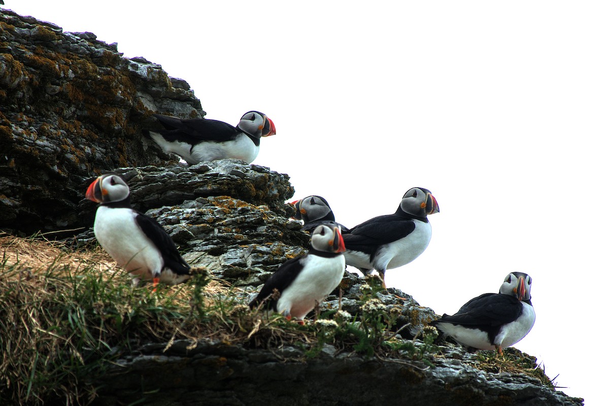 Atlantic Puffin - ML622706120