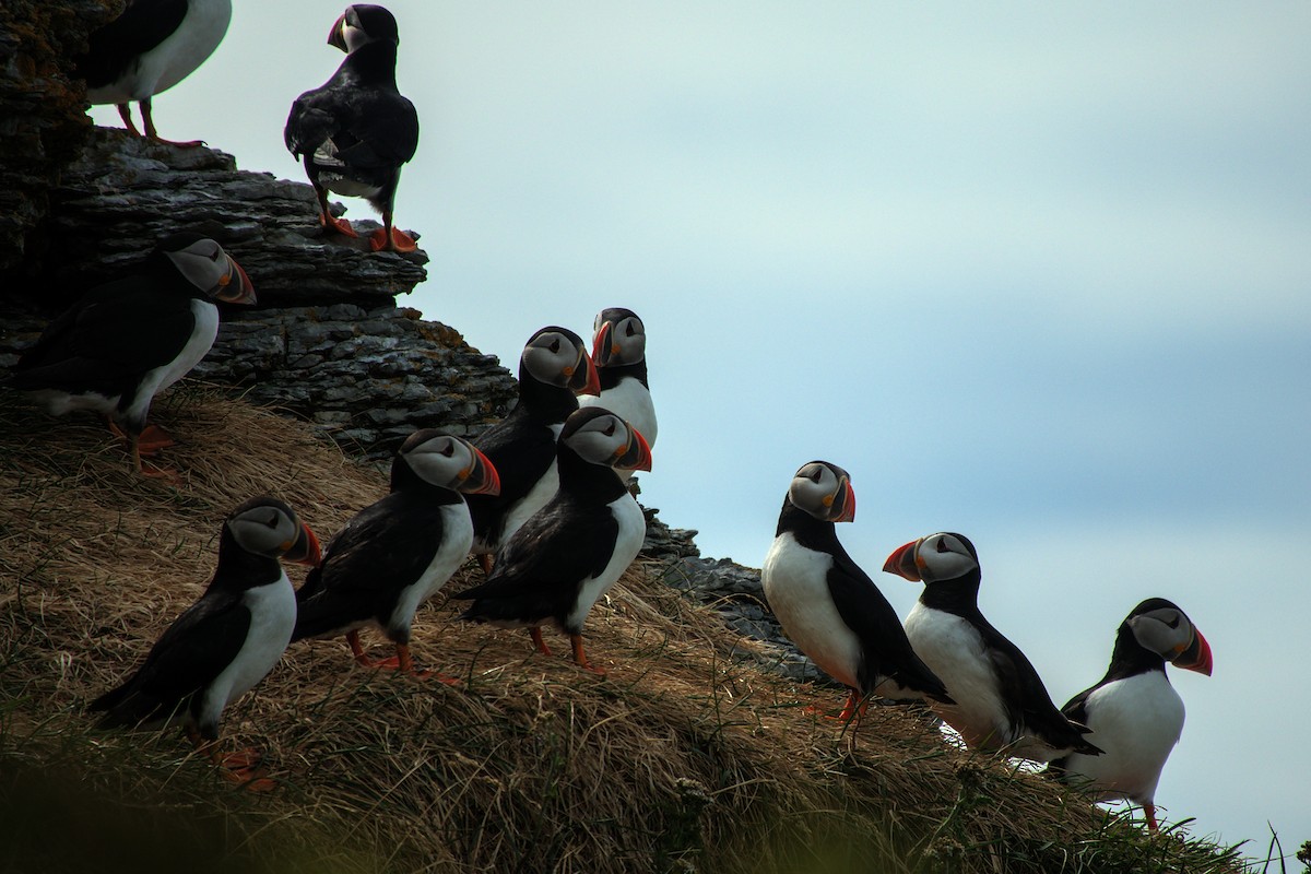 Atlantic Puffin - ML622706121