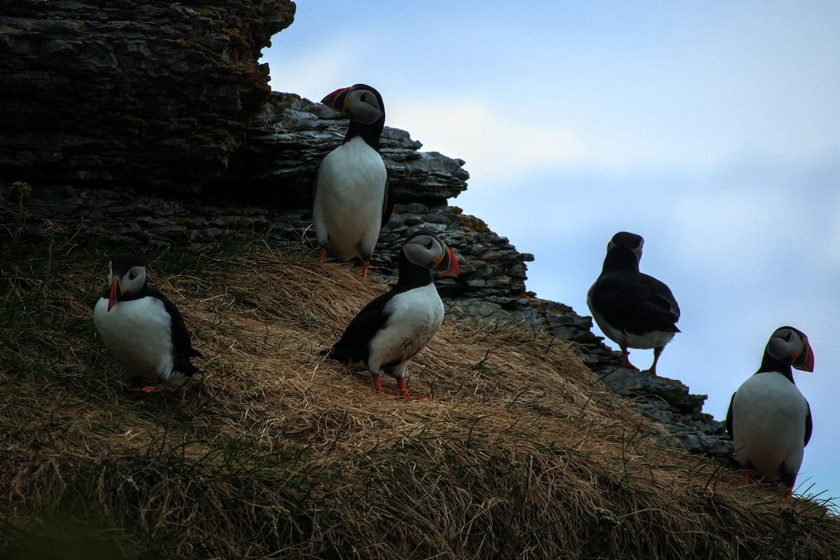 Atlantic Puffin - ML622706122