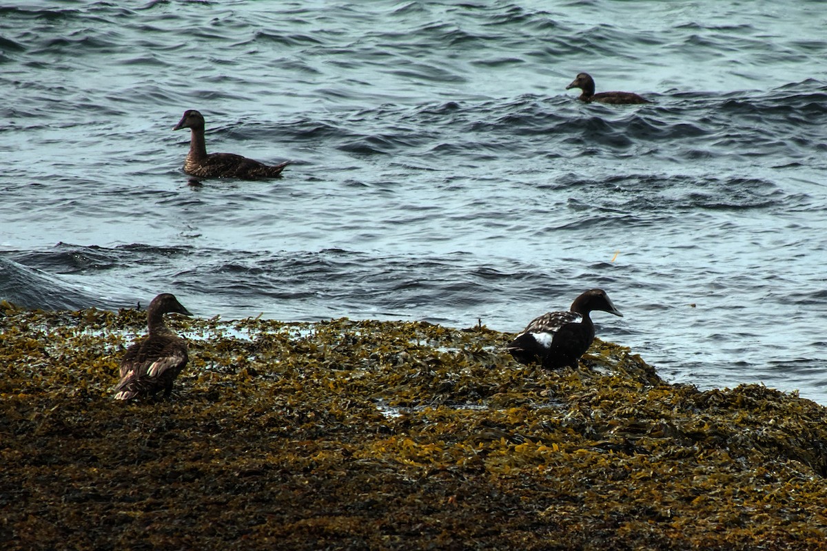 Common Eider - ML622706130