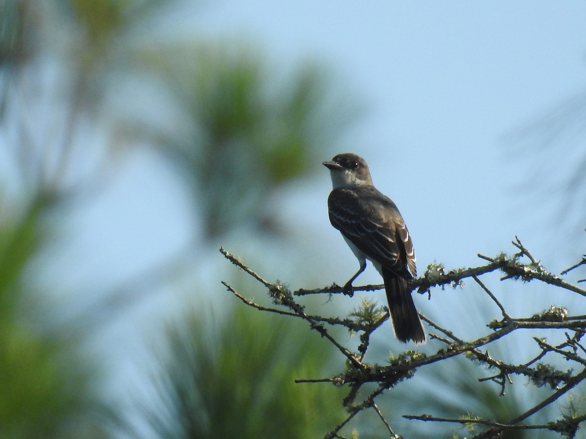 Eastern Kingbird - ML622706137