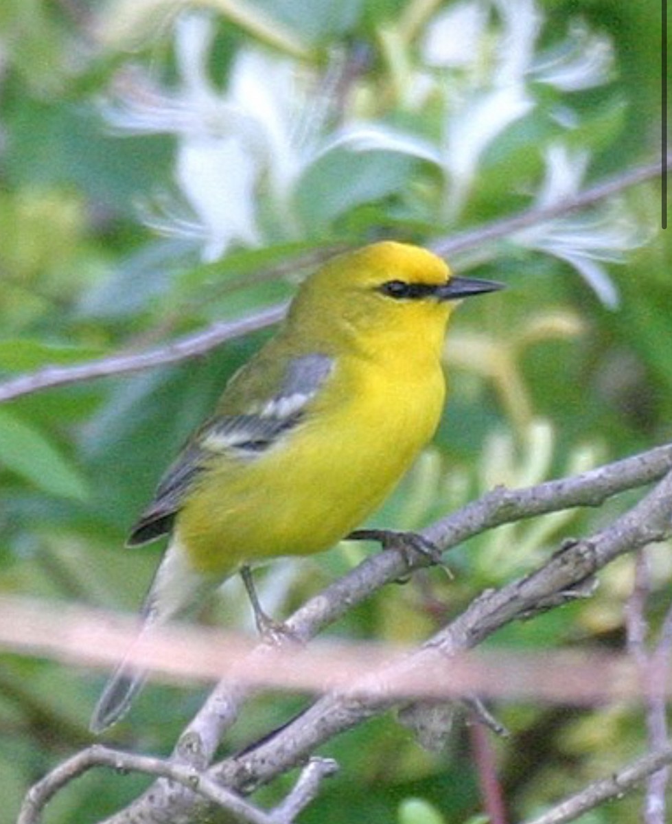 Blue-winged Warbler - ML622706221