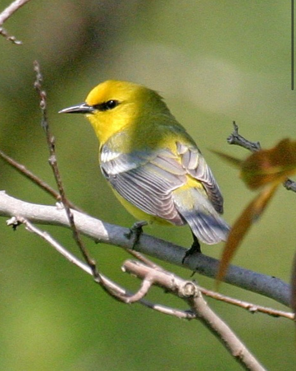 Blue-winged Warbler - ML622706222