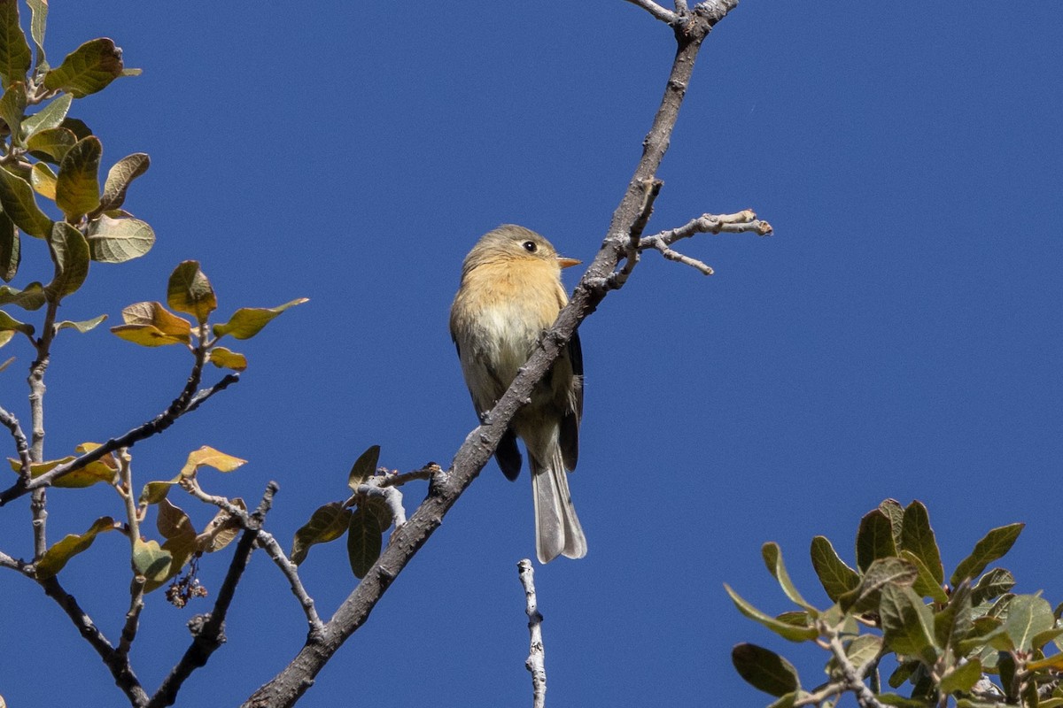 Buff-breasted Flycatcher - ML622706279