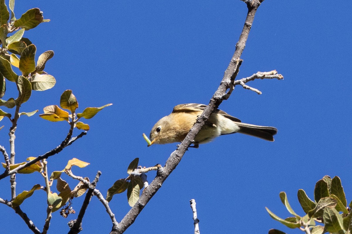 Buff-breasted Flycatcher - ML622706282