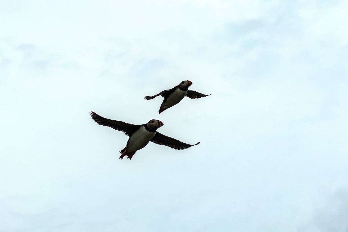 Atlantic Puffin - Daniel Savoie