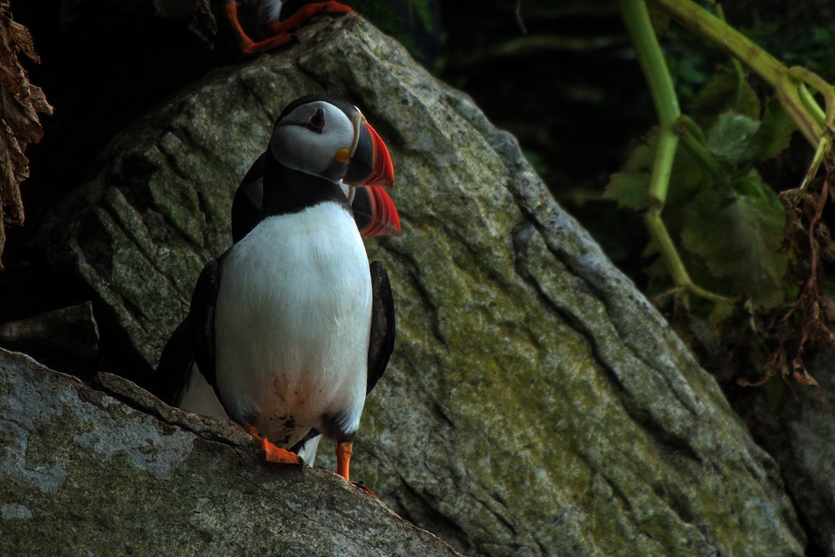 Atlantic Puffin - ML622706333