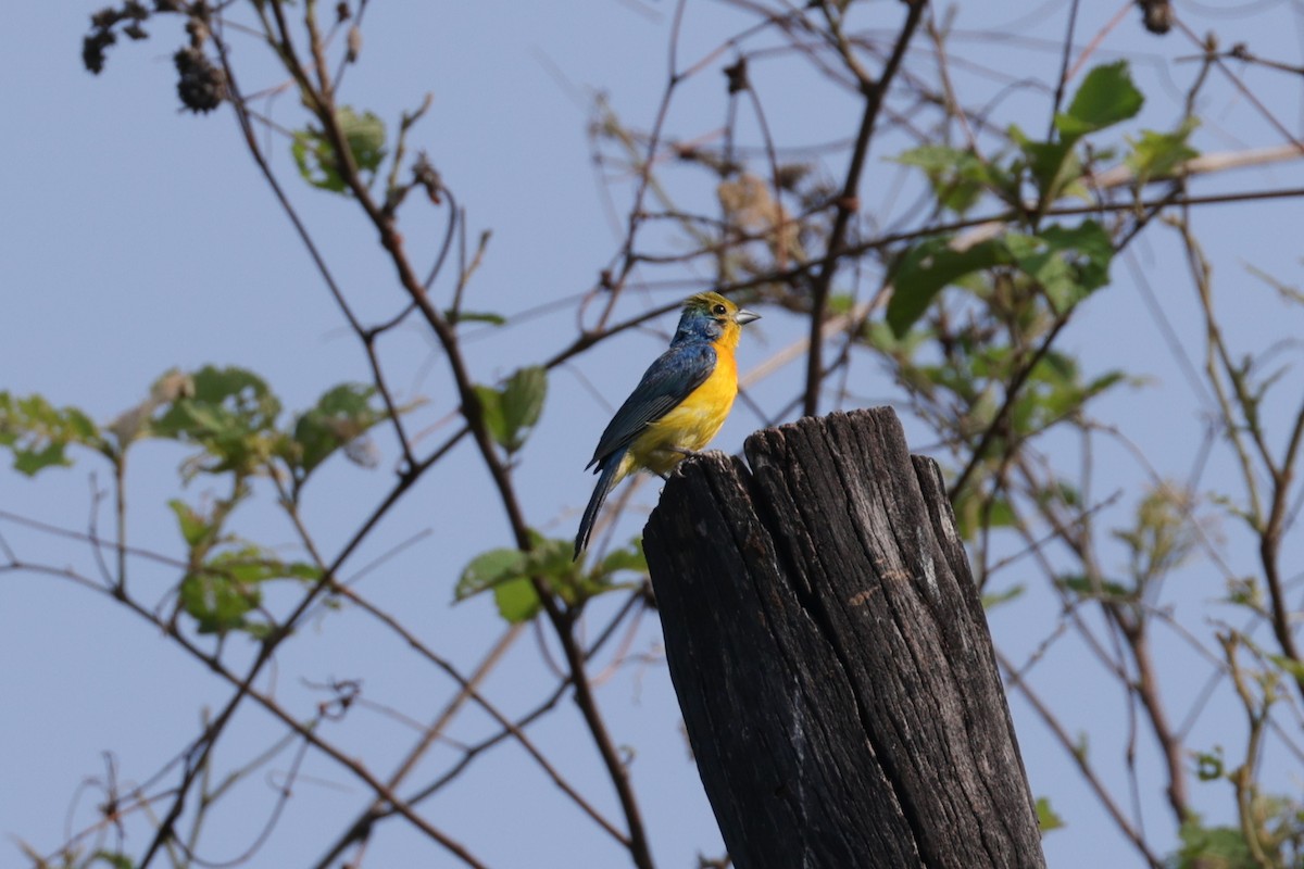 Orange-breasted Bunting - ML622706344