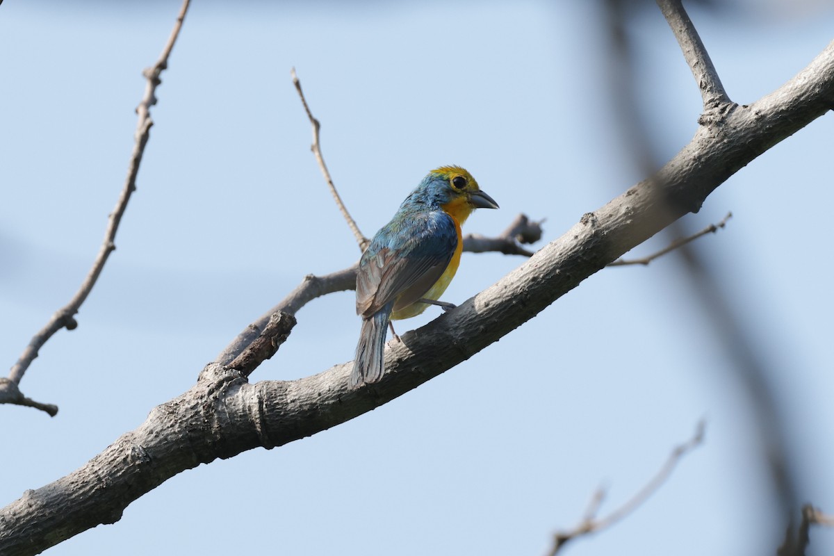 Orange-breasted Bunting - ML622706345