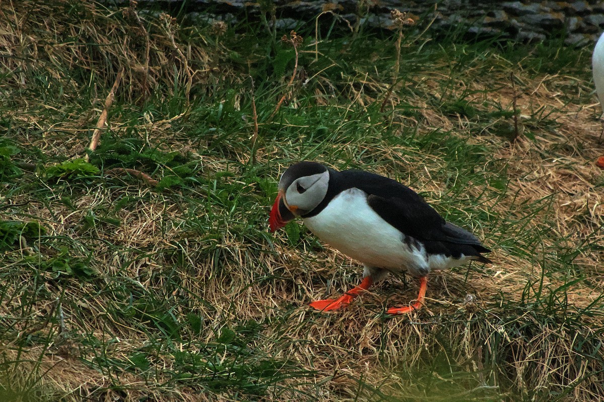 Atlantic Puffin - ML622706351