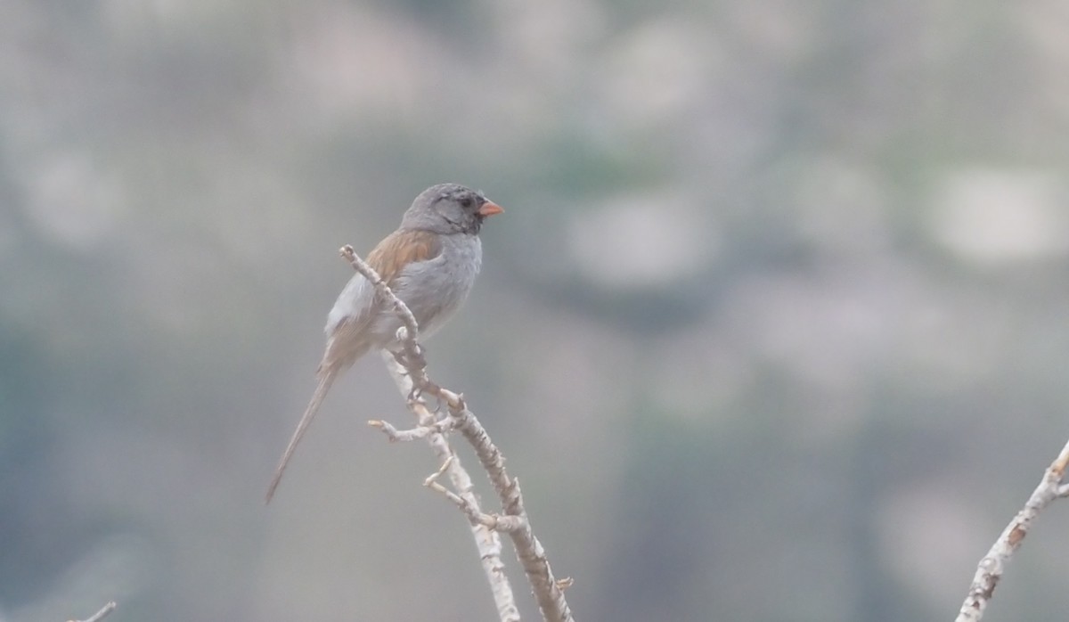 Black-chinned Sparrow - ML622706352