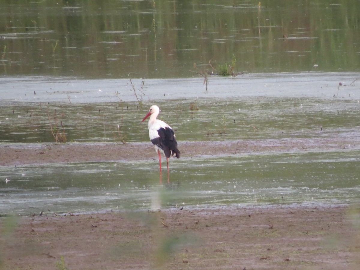 White Stork - ML622706504